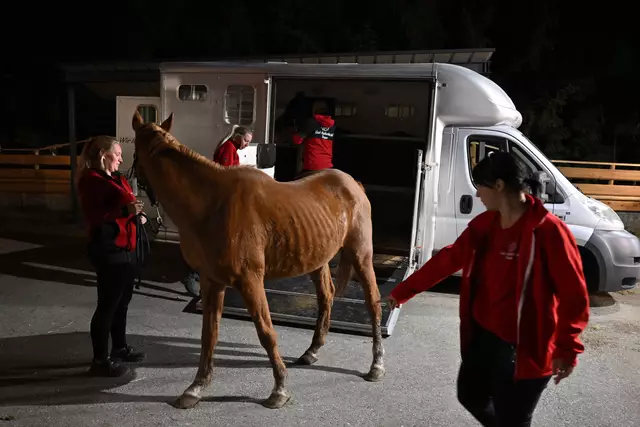  11 Pferde wurden gerettet und nach Gut Aiderbichl Henndorf gebracht. | Foto: Gut Aiderbichl