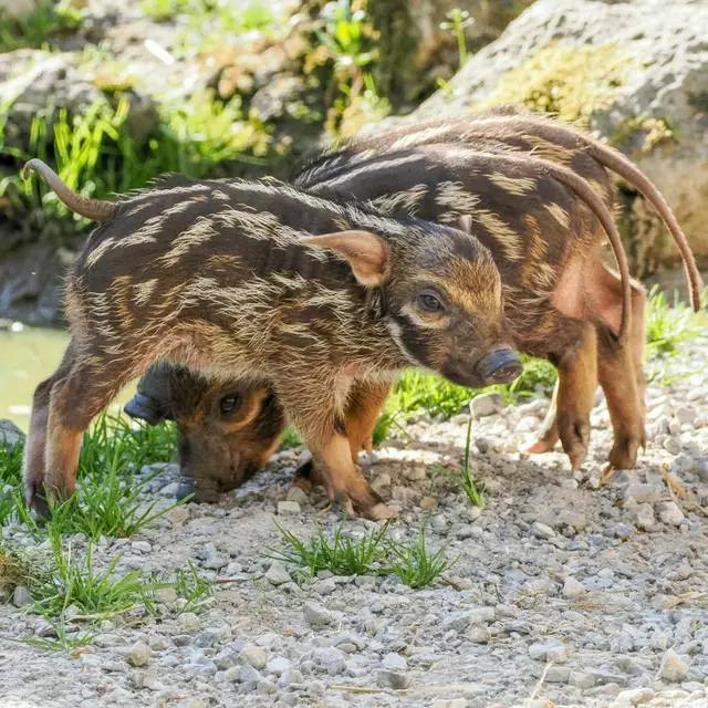 Am 8. April wurden im Salzburger Zoo gleich drei Pinselohrschweine geboren - die Freude ist riesig. | Foto: Zoo Salzburg/Angelika Köppl