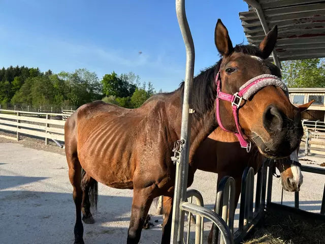 "Den Zustand der sehr ängstlichen Tiere kann ich nach der Aufnahmeuntersuchung nur als äußerst erbarmungswürdig bezeichnen", zeigt sich Pfotenhilfe-Geschäftsführerin Johanna Stadler erschüttert.  | Foto: PFOTENHILFE