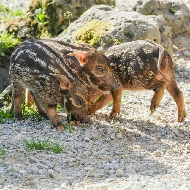 Die Frischlinge heißen Mona, Lisa und Gia. „Damit bleiben wir der Linie treu, die jungen Pinselohrschweine nach bekannten Künstlern oder, wie jetzt, nach einem berühmten Gemälde zu benennen“, verrät Sabine Grebner. | Foto: Zoo Salzburg/Angelika Köppl