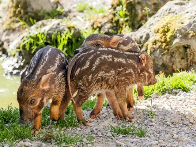 Foto: Zoo Salzburg/Angelika Köppl