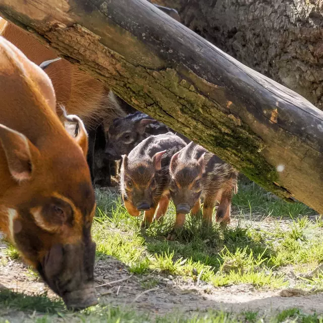 Foto: Zoo Salzburg/Angelika Köppl