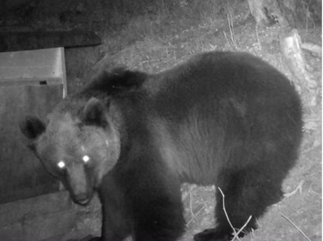 Die Wildkamera konnte den Bären an der Wildfütterung erfassen. | Foto: Pichler
