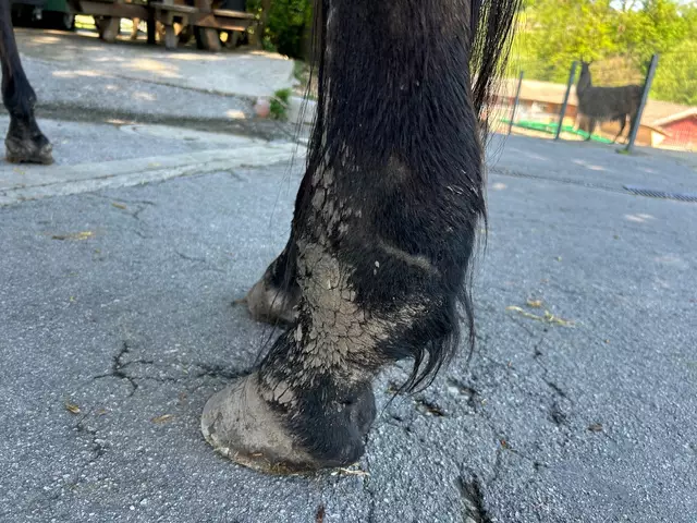 Bei der Abholung bot sich dem Team ein schlimmes Bild. | Foto: PFOTENHILFE