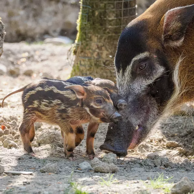Die Kleinen sind schon sehr aktiv und gemeinsam mit Mutter Siena sowie den älteren Geschwistern, Vater und Tante im Gehege unterwegs. | Foto: Zoo Salzburg/Angelika Köppl