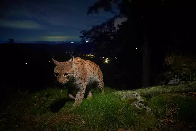 Ein Luchs wird von einer Fotofalle "geblitzt": Fotos, die von Menschen geschossen werden, sind äußerst selten. | Foto: Julius Kramer