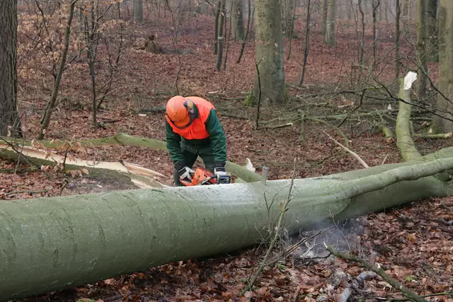 Das Facility Management der Stadt Klagenfurt führt aufgrund von Käferbefall am Spitalberg notwendige Forstarbeiten durch (Symbolfoto) | Foto: stock.adobe.com/at/ReNi