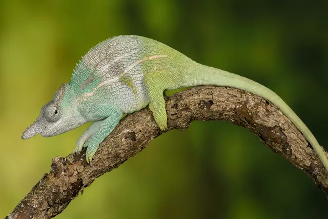 Foto: Daniel Zupanc/ Tiergarten Schönbrunn 