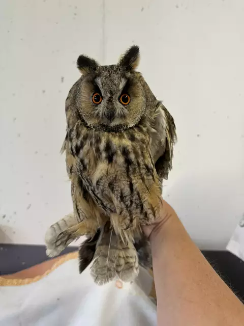 In Pichl rettete die Tierhilfe Gusental eine Waldohreule das Leben: Sie hatte einen gebrochene Flügel und saß fest. | Foto: THG