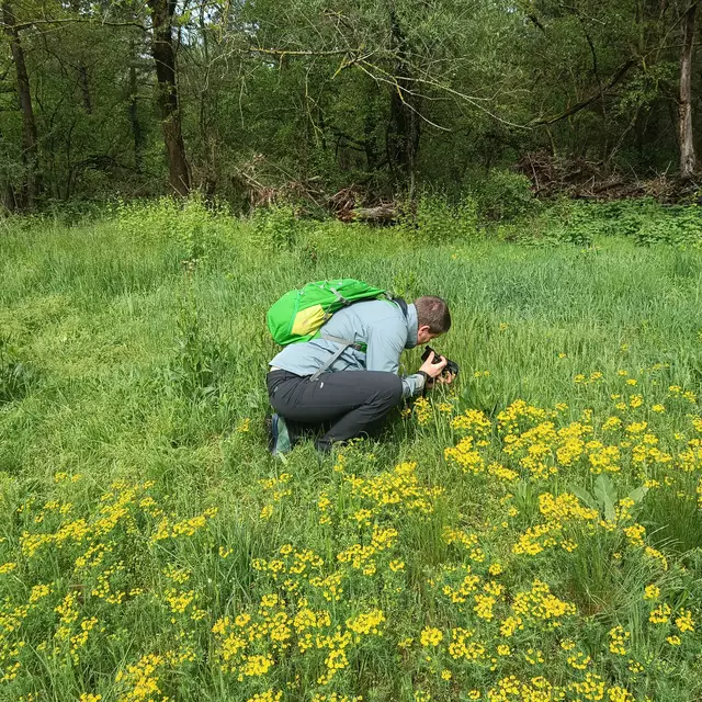 Bei der City Nature Challenge 2025 haben Naturfreunde in St. Pölten fast 3.000 Tiere, Pflanzen und Pilze beobachtet – und damit ein ausdrucksstarkes Zeichen für den Artenschutz gesetzt. Die weltweite Aktion brachte heuer Rekorde und viele spannende Entdeckungen. | Foto: Klaus Teichmann