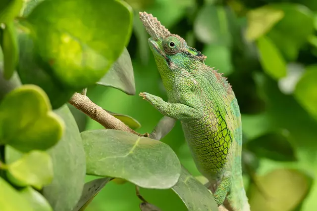 Foto: Daniel Zupanc/ Tiergarten Schönbrunn 