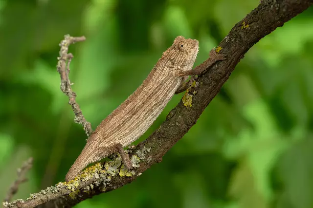 200 Arten weltweit sind bekannt – von winzigen Zwergformen wie dem nur wenige Zentimeter großen Nguru-Zwergchamäleon bis hin zu Exemplaren, die über einen halben Meter lang werden. | Foto: Daniel Zupanc/ Tiergarten Schönbrunn 