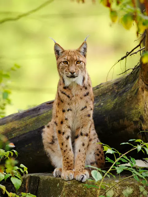 Still, scheu und nahezu lautlos: Der Luchs zählt zu bedrohtesten Wildtierarten Mitteleuropas. | Foto: Julius Kramer