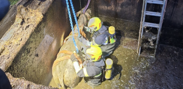 Ein Kalb wurde von der Feuerwehr befreit. | Foto: Bernhard Kolland / FF Bischoffeld