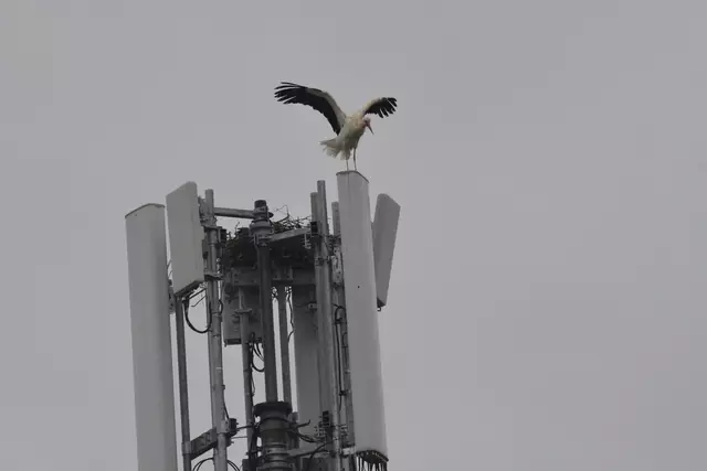 Die Bachschmiede und viele Besucherinnen und Besucher freuen sich über die neuen Nachbarn. | Foto: Die Bachschmiede