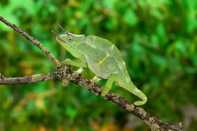 Auf die Besucherinnen und Besucher wartet nicht nur ein Mitmachprogramm, sondern auch Einblicke in die Welt dieser einzigartigen Reptilien, die mit ihrer einzigartigen Anatomie, Farbwechsel und ihrer Schleuderzunge für Staunen sorgen. | Foto: Daniel Zupanc/ Tiergarten Schönbrunn 