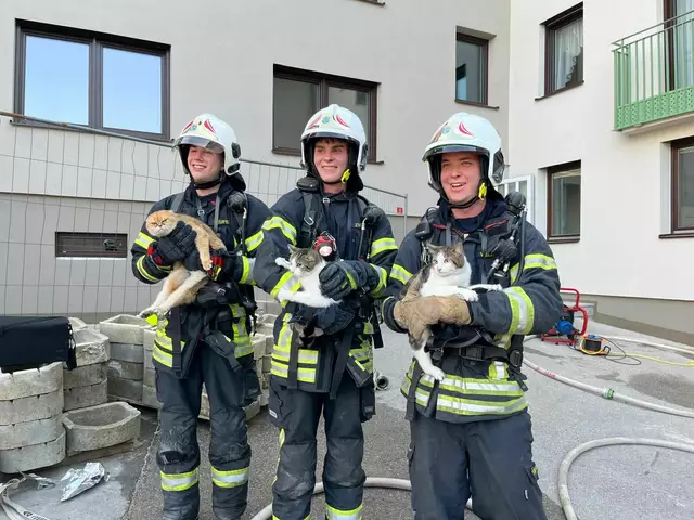 Ingesamt vier Katzen konnten aus der Wohnung gerettet werden. | Foto: Bkfdo Amstetten / Waidhofen/Ybbs-Stadt