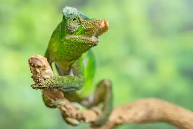 Foto: Daniel Zupanc/ Tiergarten Schönbrunn 
