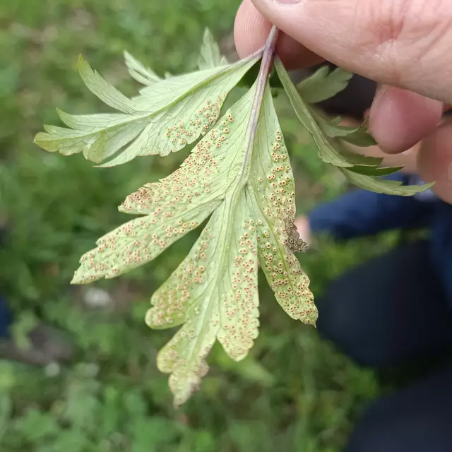 Foto: Klaus Teichmann