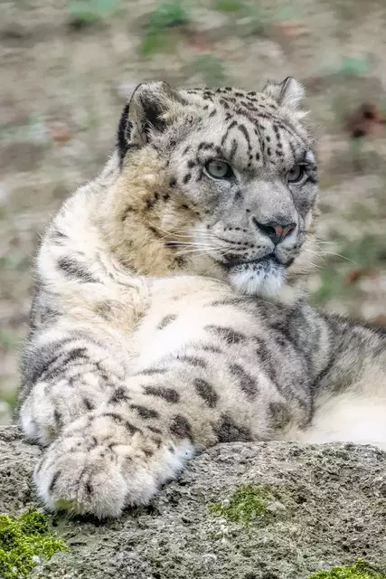 Vater Sayan hatte durch die eifrige Behütung von Leopardenmutter Malou zunächst keine Chance, dem Nachwuchs näherzukommen. Mittlerweile konnte er die noch namenlosen Kleinen zumindest kurz kennenlernen. | Foto: Ein Weibchen und ein Männchen, die aktuell 2,9 und 3,2 Kilogramm wiegen.
