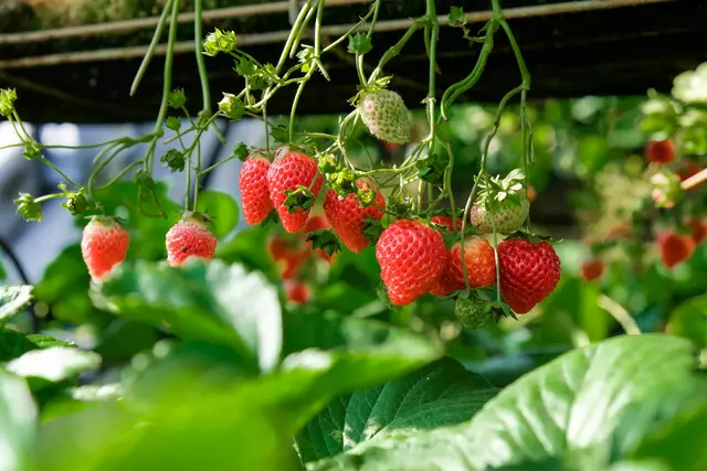 Die ersten heimischen Erdbeeren sind da – süß, aromatisch und sonnenverwöhnt. | Foto: Unsplash