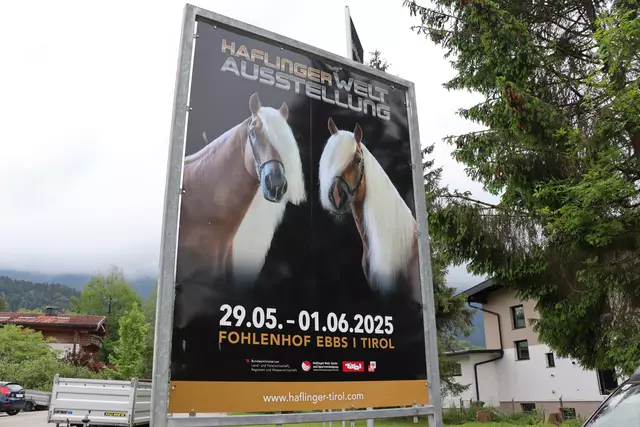 Züchter und Pferde haben geduldig zehn Jahre lang gewartet – die nächste Haflinger Weltausstellung am Fohlenhof in Ebbs findet heuer vom 29. Mai bis zum 1. Juni statt. | Foto: Nimpf