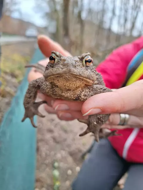 Heuer konnten über 600 Tiere gerettet werden. Der VGT schlägt dennoch Alarm, weil etwa dreimal weniger Kröten gerettet werden konnten als zu Beginn des Projekts im Jahr 2020.  | Foto: VGT.at