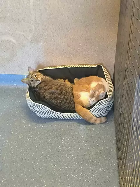 Unzertrennliche Katzenfreunde. | Foto: Tierheim Ternitz