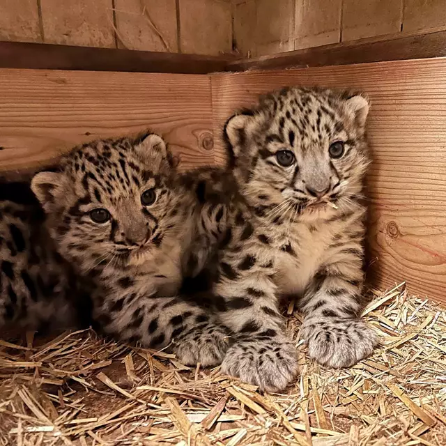 Nachwuchs bei den Schneeleoparden im Salzburger Zoo. | Foto: Zoo Salzburg / Mario Katzinger