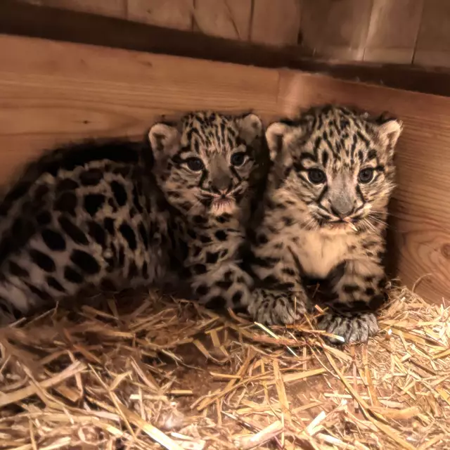 Der Nachwuchs bringt derzeit schon stolze 2,9 und 3,2 Kilogramm auf die Waage. | Foto: Zoo Salzburg / Mario Katzinger