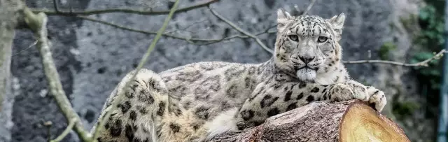 Die Schneeleopardin Malou hat eine ganz besondere Genetik. Ihre Großmutter wurde bereits im Jahr 2000 im Hochgebirge Tadschikistans geboren und verlor als Jungtier durch eine Wildererfalle ein Drittel ihres rechten Hinterfußes wodurch sie in den Zoo Zürich kam. | Foto: Ein Weibchen und ein Männchen, die aktuell 2,9 und 3,2 Kilogramm wiegen.