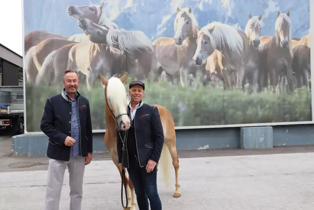 Bald ist es so weit: In wenigen Tagen findet vom 29. Mai bis zum 1. Juni wieder die Haflinger Weltausstellung nach zehnjähriger Pause statt. Eine besondere Neuerung: kostenloser Shuttlebus vom Bahnhof Kufstein bis zum Fohlenhof Ebbs. | Foto: Nimpf