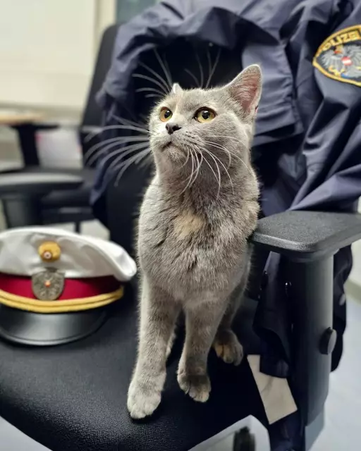 Der Katzenstreuner konnte von den Polizistinnen und Polizisten der Polizeistelle Wattgasse gefasst werden. Er zeigte sich geständig und miaute viel.  | Foto: Polizei Wien