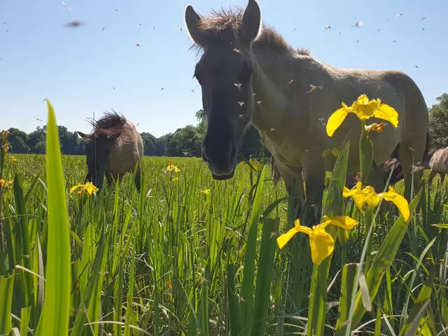 Foto: Konik Christoph Roland