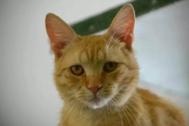 Raimund und seine Vierbeiner warten im Tierheim St. Pölten auf dich | Foto: Tierschutzverein St. Pölten / TSV STP