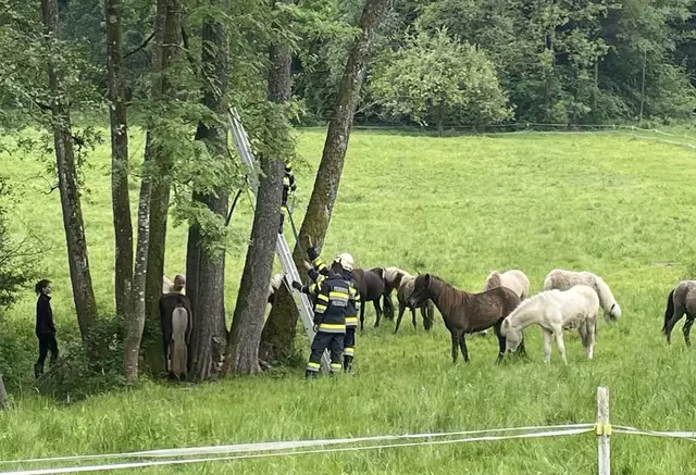 Teamwork: Insgesamt zwaren zwölf Kräfte an der Tierrettung beteiligt. | Foto: FF Prebensdorf