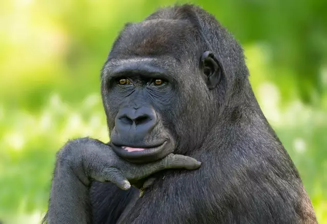 Muttertag im Zoo Schmiding in Krenglbach: Gorilla-Mama Kibibi umsorgt ihren Nachwuchs liebevoll und ist immer für ihn da. | Foto: Zoo Schmiding /Peter Sterns