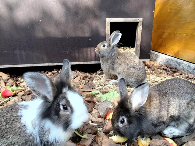 Die Babyhasen können demnächst ihren neuen Stall beziehen. (Symbolbild) | Foto: Arche
