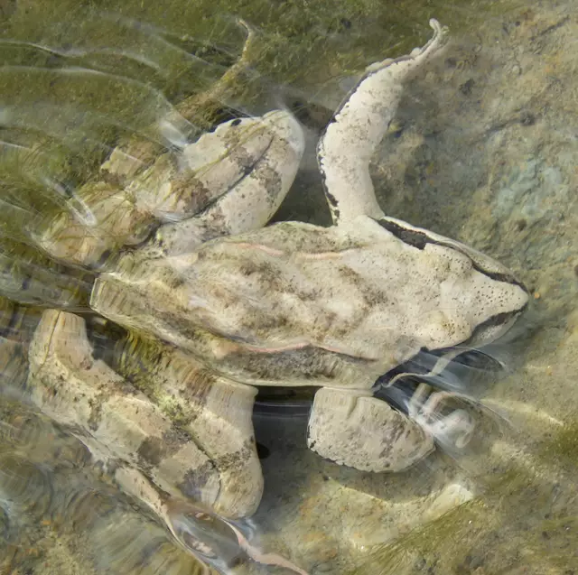 Der Springfrosch gilt auch in Österreich als gefährdet, und steht unter europäischem Schutz. | Foto: W. Preitler