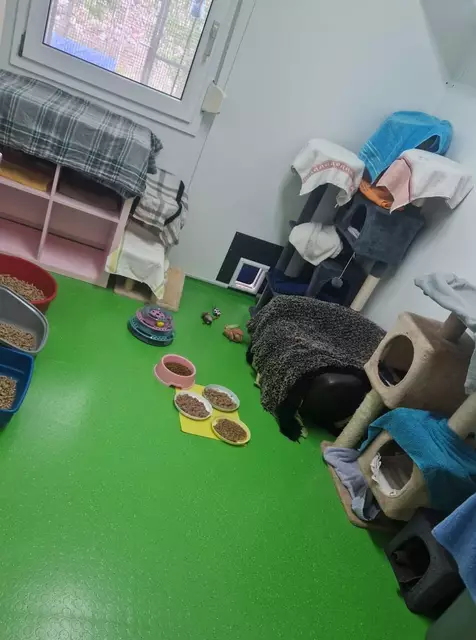 Katzen- und Hundefutter werden immer dringend benötigt. | Foto: Mocnik