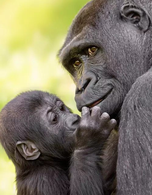 Muttertag im Zoo Schmiding in Krenglbach: Gorilla-Mama Kibibi umsorgt ihren Nachwuchs liebevoll und ist immer für ihn da. | Foto: Zoo Schmiding /Peter Sterns