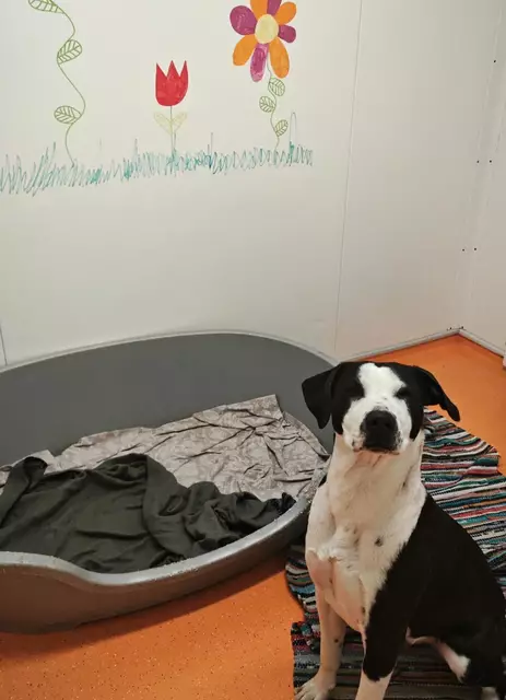 Das Tierheim Franziskus ist auf Spenden angewiesen. | Foto: Mocnik