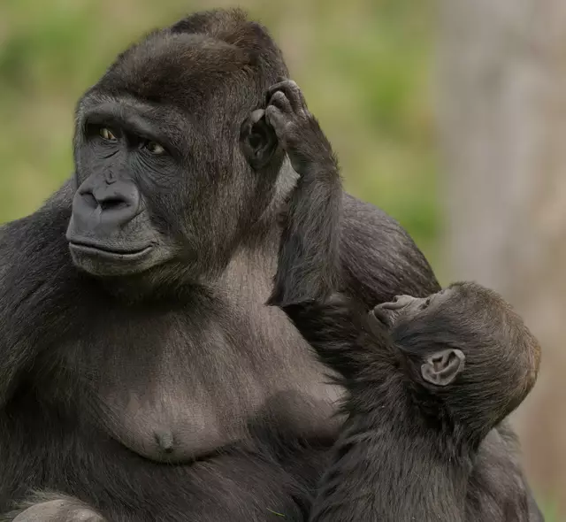 Muttertag im Zoo Schmiding in Krenglbach: Gorilla-Mama Kibibi umsorgt ihren Nachwuchs liebevoll und ist immer für ihn da. | Foto: Zoo Schmiding /Peter Sterns
