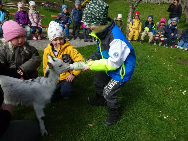 Ziegen und Küken: Yvonne Lueger besuchte die Kinder mit ihren Küken und Ziegen. | Foto: Stadt Waidhofen