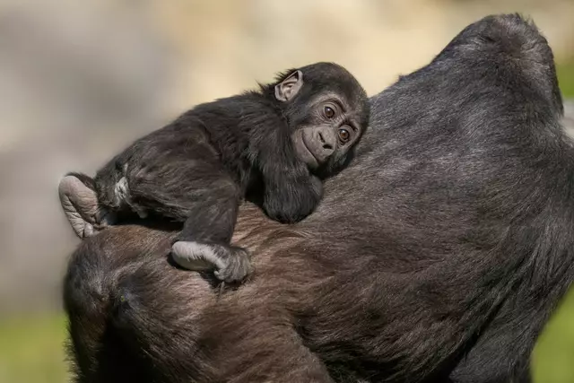Muttertag im Zoo Schmiding in Krenglbach: Gorilla-Mama Kibibi umsorgt ihren Nachwuchs liebevoll und ist immer für ihn da. | Foto: Zoo Schmiding /Peter Sterns