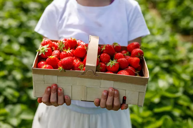 Alle Erdbeerländer und -felder mit deren Öffnungszeiten findet ihr im Beitrag. (Symbolfoto) | Foto: stock.adobe.com/at/Irina Schmidt 