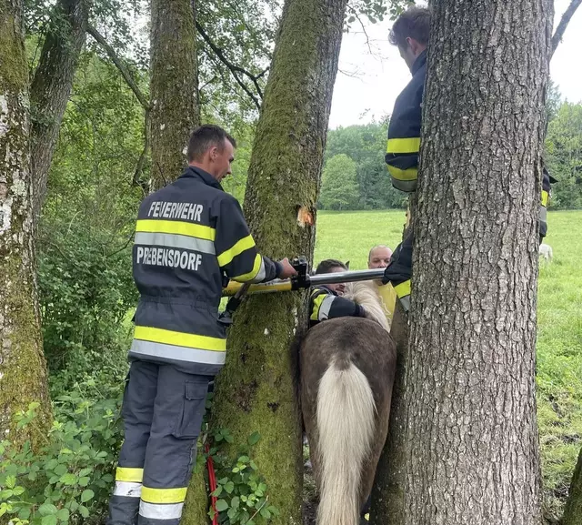Nicht alltäglich: Die FF Prebensdorf befreite ein Pferd, das zwischen zwei Bäumen steckte. | Foto: FF Prebensdorf