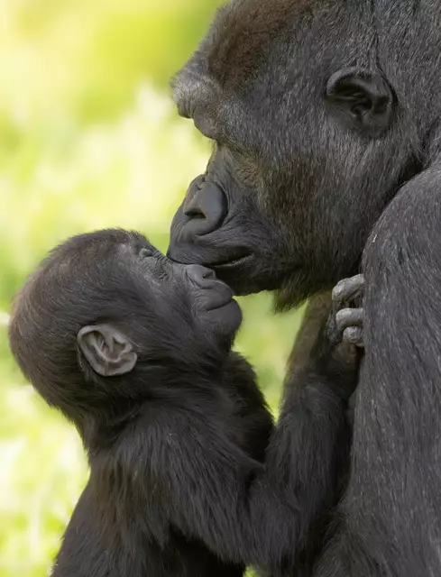 Muttertag im Zoo Schmiding in Krenglbach: Gorilla-Mama Kibibi umsorgt ihren Nachwuchs liebevoll und ist immer für ihn da. | Foto: Zoo Schmiding /Peter Sterns