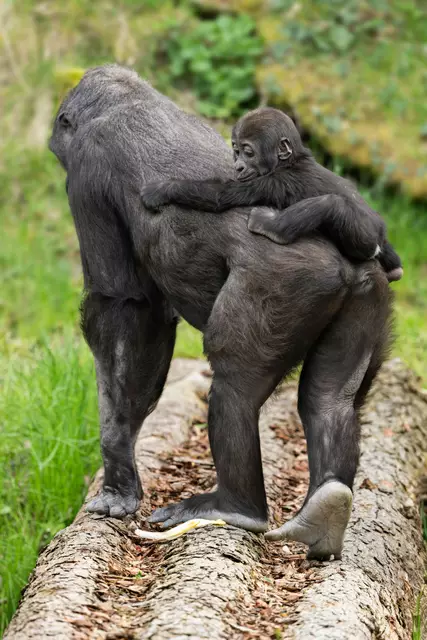 Muttertag im Zoo Schmiding in Krenglbach: Gorilla-Mama Kibibi umsorgt ihren Nachwuchs liebevoll und ist immer für ihn da. | Foto: Zoo Schmiding /Peter Sterns