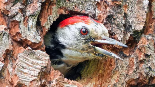 Auch der Eisvogel bieb nicht unentdeckt. | Foto: Stradner